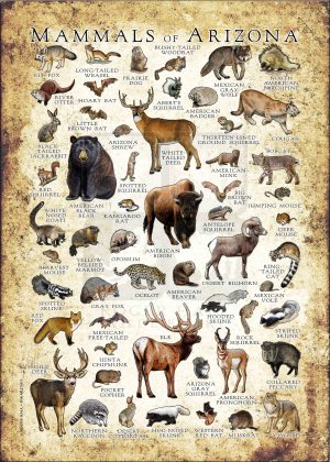 Mammals of Arizona Poster print (VERTICAL)