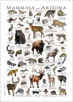 Mammals of Arizona Poster Print - Image 3