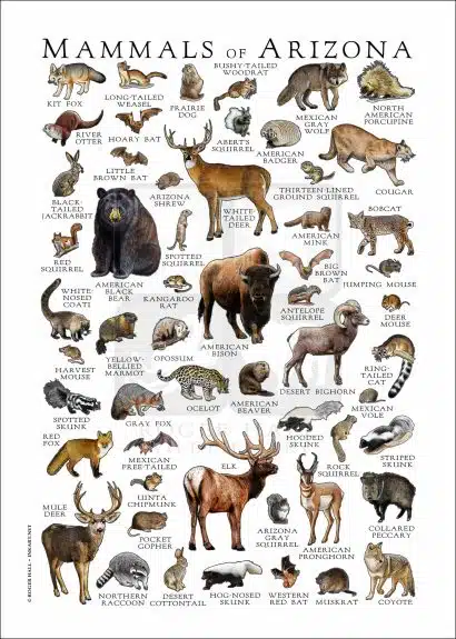 Mammals of Arizona Poster Print - Image 3