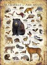 Mammals of Arkansas poster