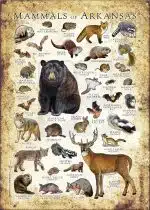 Mammals of Arkansas poster