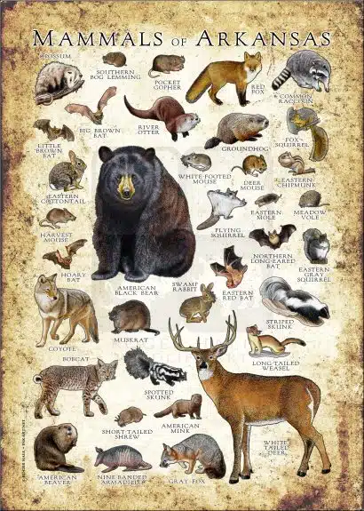 Mammals of Arkansas poster