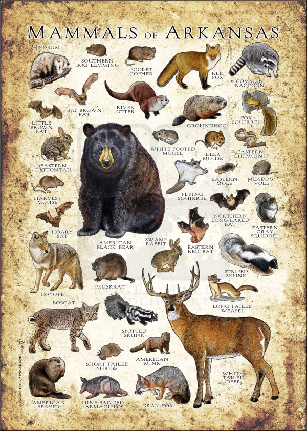 Mammals of Arkansas poster