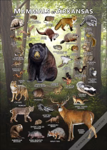 Mammals of Arkansas poster