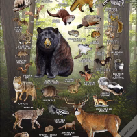 Mammals of Arkansas poster