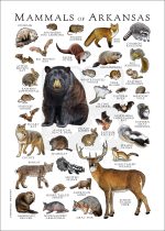 Mammals of Arkansas Poster Print - Image 3