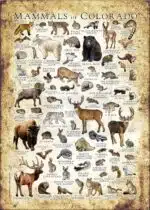 Mammals of Colorado poster