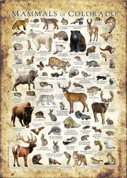 Mammals of Colorado poster
