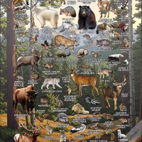 Mammals of Colorado poster