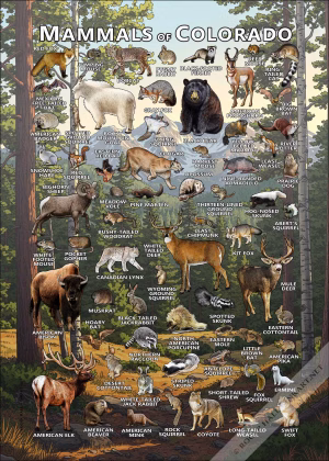 Mammals of Colorado poster