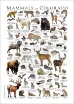 Mammals of Colorado Poster Print - Image 3