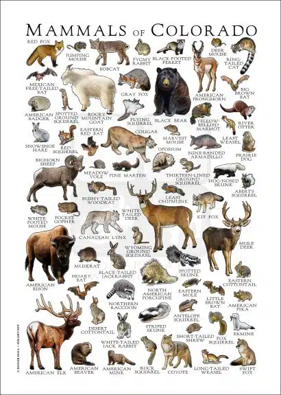 Mammals of Colorado Poster Print - Image 3