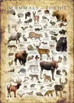 Mammals of Idaho poster print