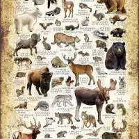 Mammals of Idaho poster print
