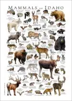 Mammals of Idaho Poster Print - Image 2