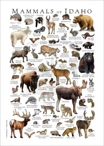 Mammals of Idaho Poster Print - Image 2