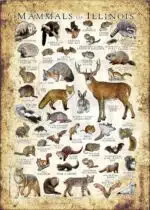 Mammals of Illinois poster print
