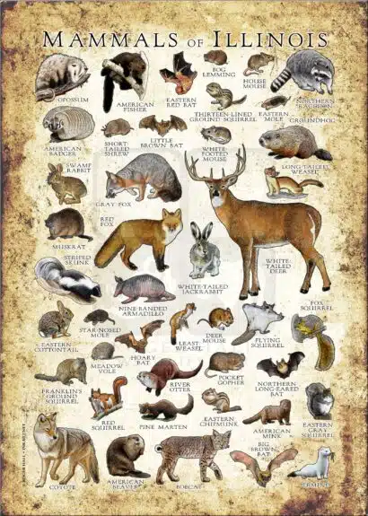 Mammals of Illinois poster print