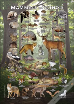 Mammals of Illinois poster print