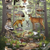 Mammals of Illinois poster print