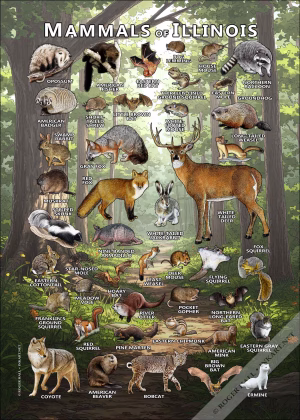 Mammals of Illinois poster print