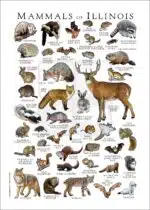 Mammals of Illinois Poster Print - Image 2