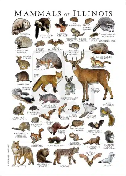 Mammals of Illinois Poster Print - Image 2