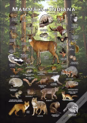 Mammals of Indiana poster