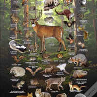 Mammals of Indiana poster