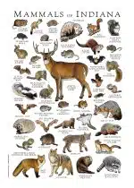 Mammals of Indiana Poster Print - Image 3