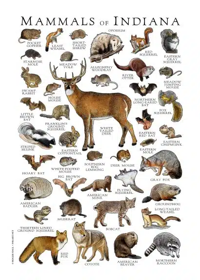 Mammals of Indiana Poster Print - Image 3