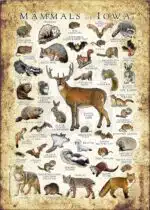Mammals of Iowa poster print