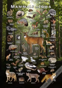 Mammals of Iowa poster print