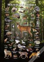 Mammals of Iowa poster print