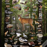 Mammals of Iowa poster print