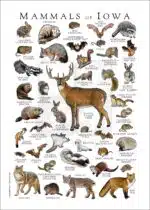 Mammals of Iowa Poster Print - Image 5