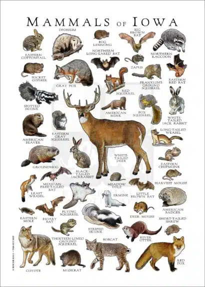 Mammals of Iowa Poster Print - Image 5