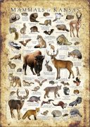 Mammals of Kansas poster print