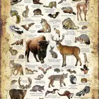 Mammals of Kansas poster print