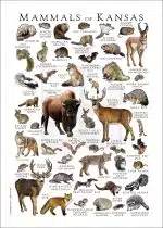Mammals of Kansas Poster Print - Image 2
