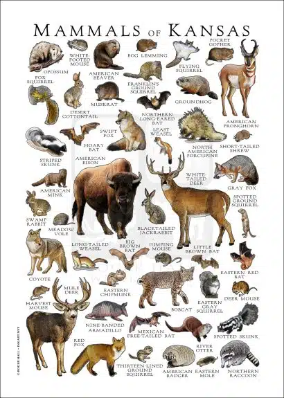 Mammals of Kansas Poster Print - Image 2