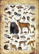 Kentucky Land Mammals poster print