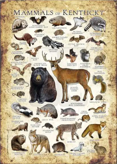 Kentucky Mammals poster print