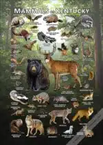 Kentucky Mammals poster print