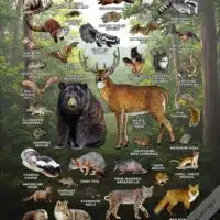 Kentucky Mammals poster print