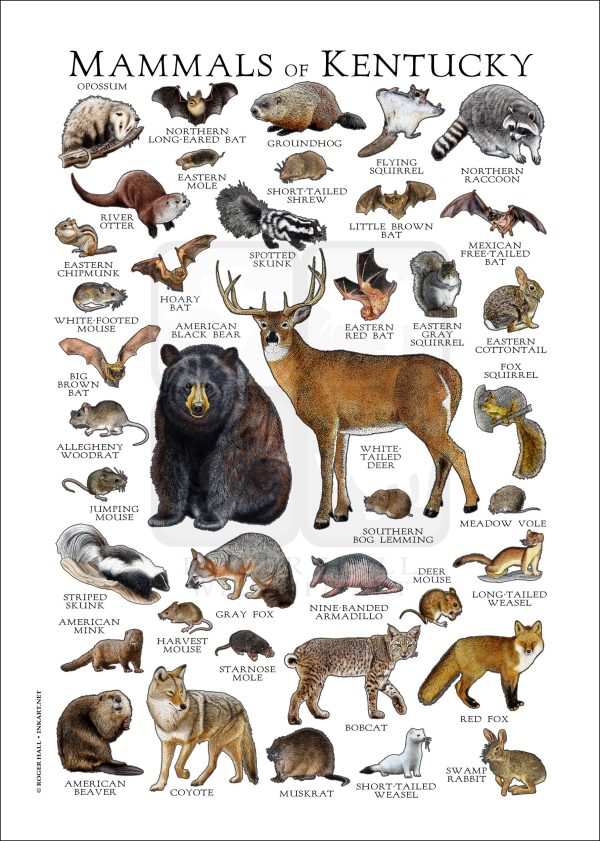 Kentucky Land Mammals poster print