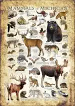 Mammals of Michigan poster print