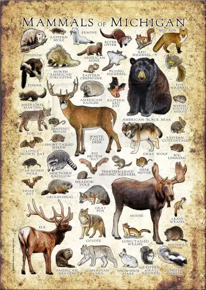 Mammals of Michigan poster print