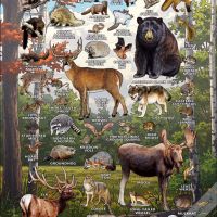 Mammals of Michigan poster print