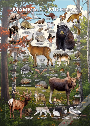 Mammals of Michigan poster print